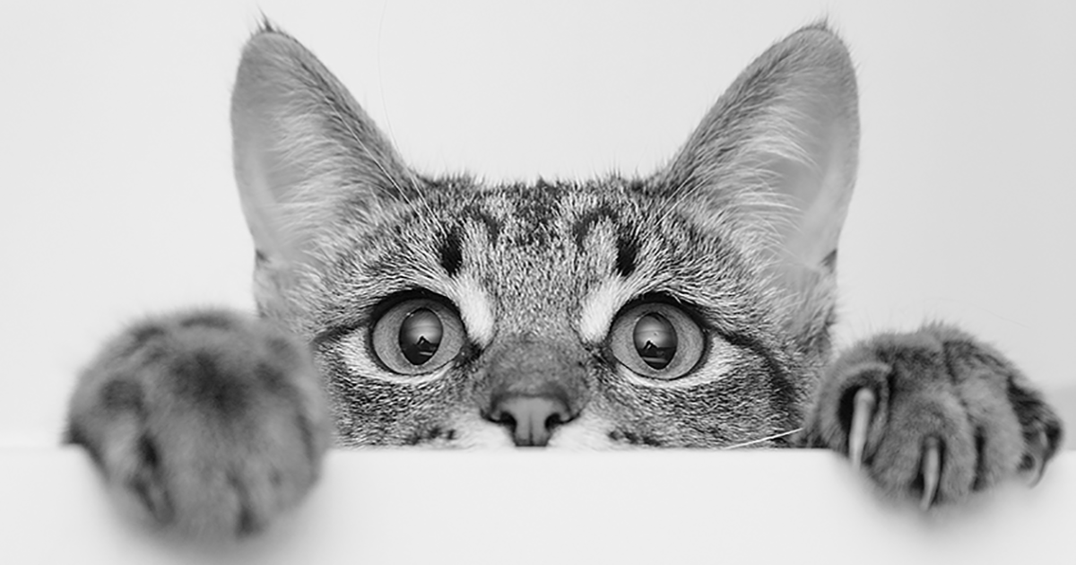How Strategic Plan Facilitators Herd the Cats