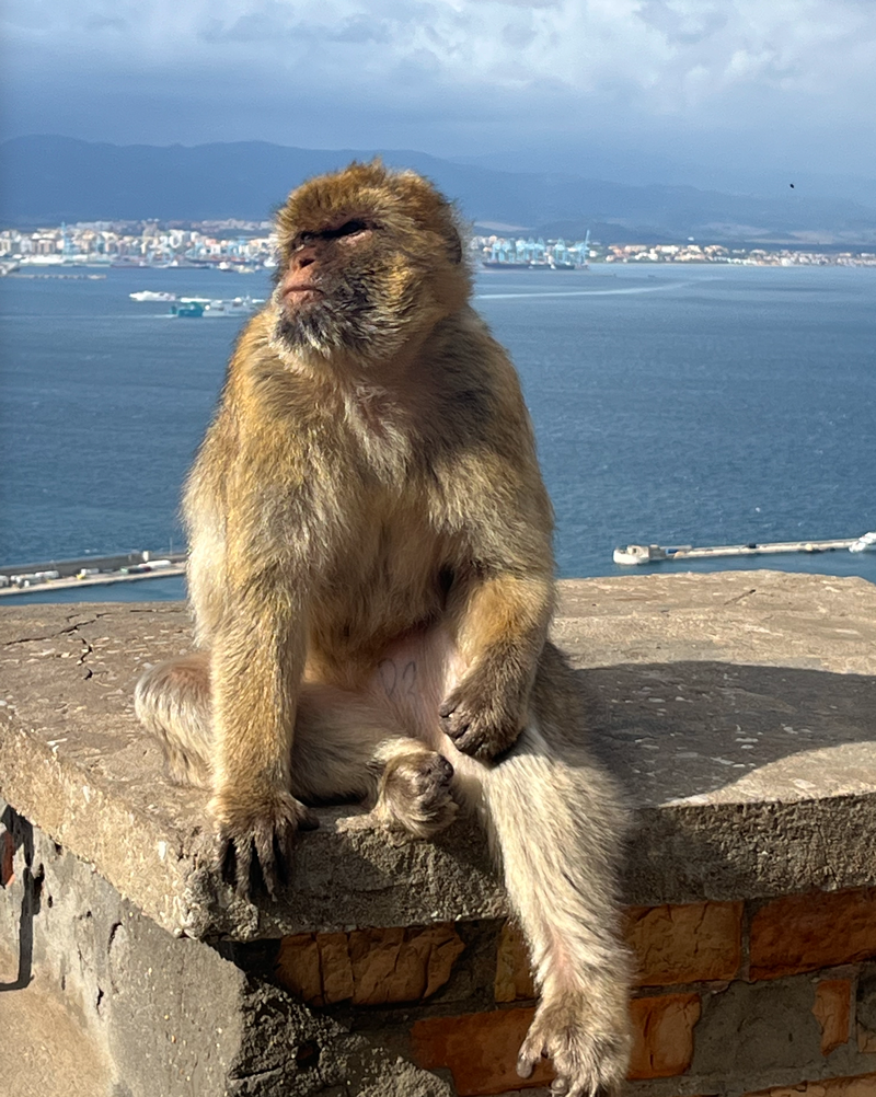 Spain-Monkey